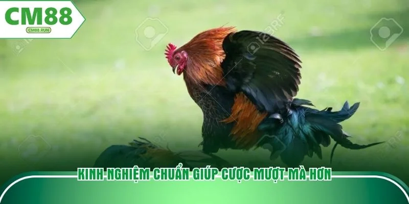 Kinh nghiệm chuẩn giúp cược mượt mà hơn